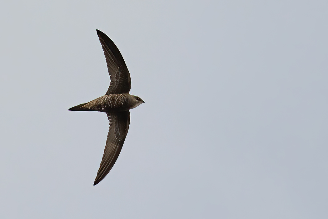 Pallid Swift