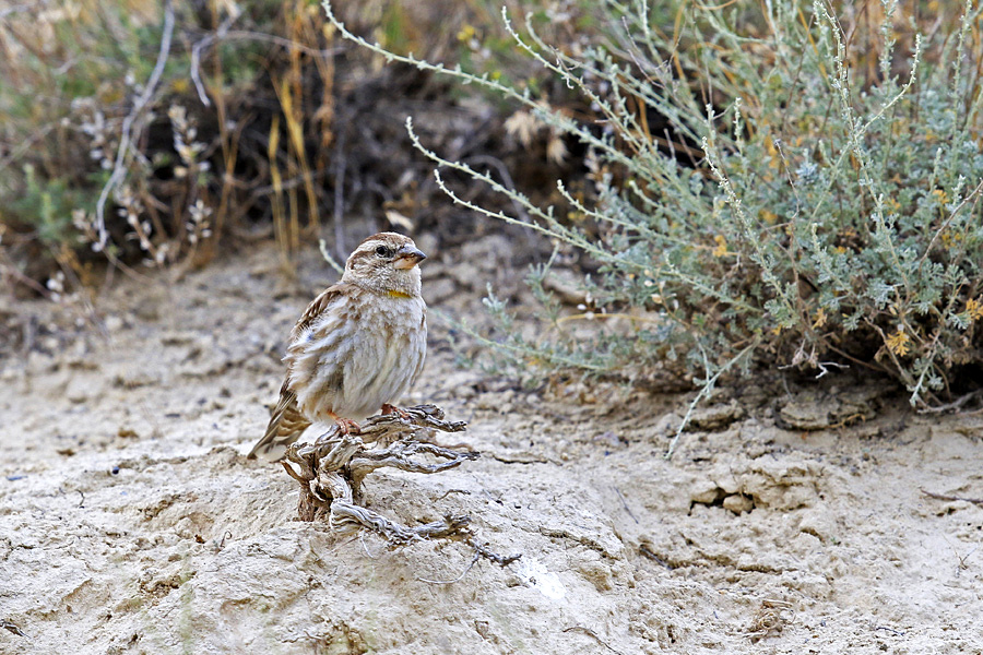 Rock Sparrow