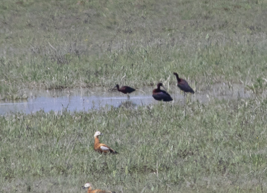 Glossy Ibis