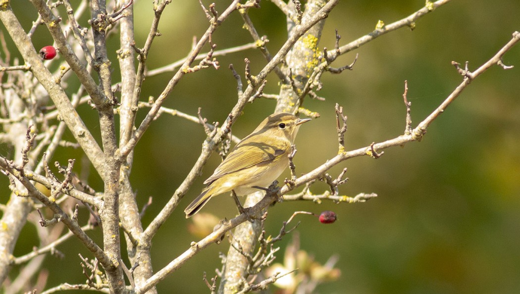 Common Chiffchaff