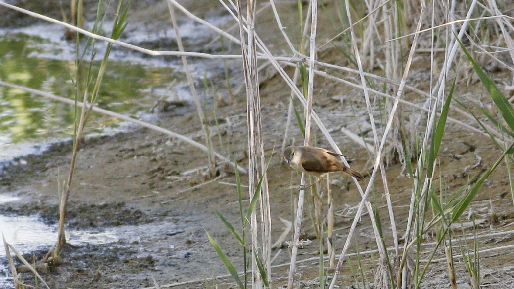 Common Reed Warbler