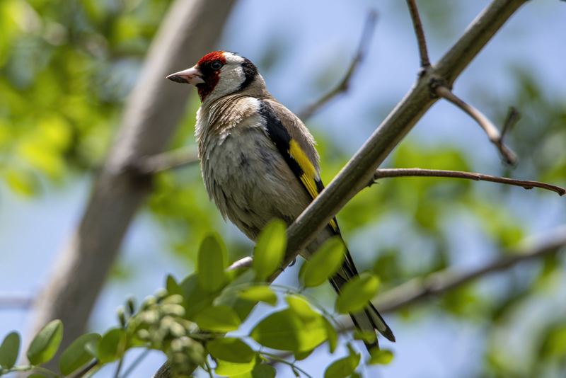 European Goldfinch