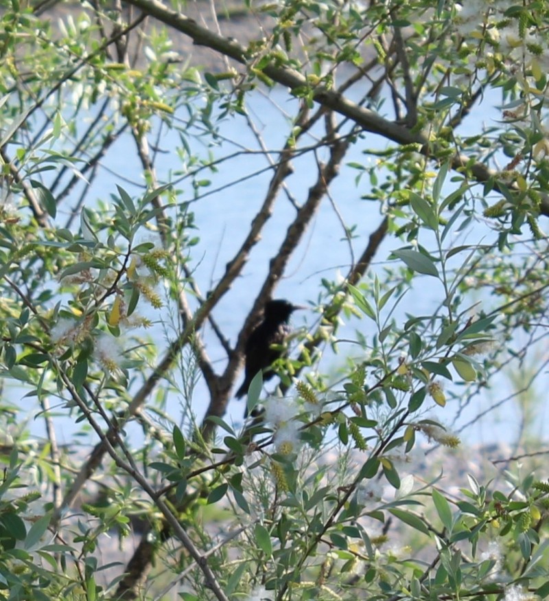 Common Starling