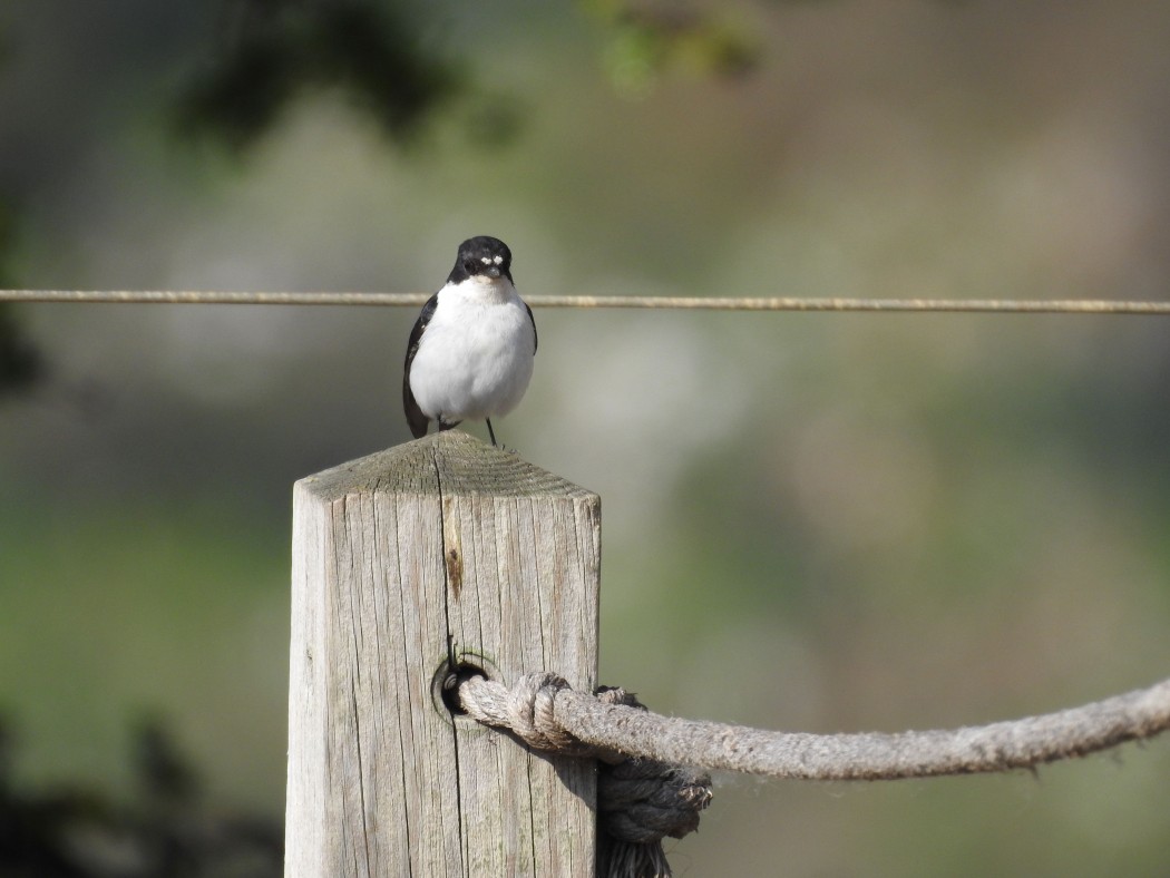 European Pied Flycatcher
