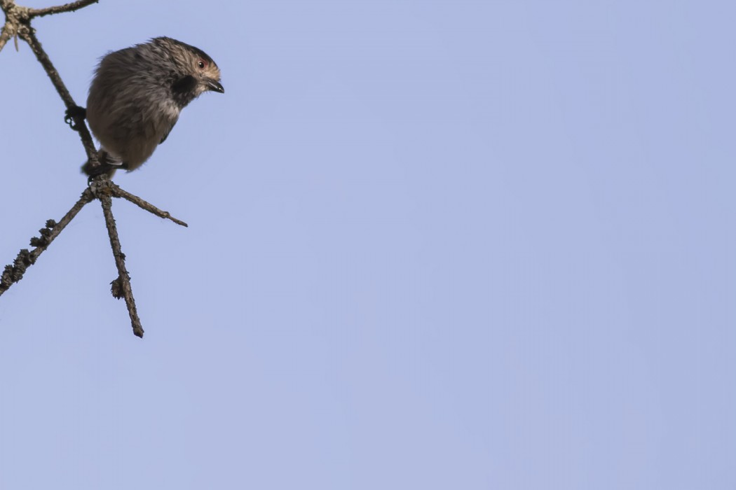 Long-tailed Tit