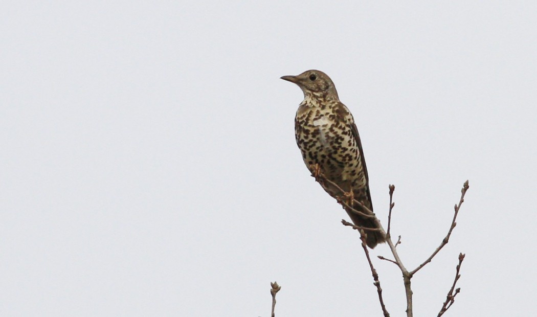 Mistle Thrush