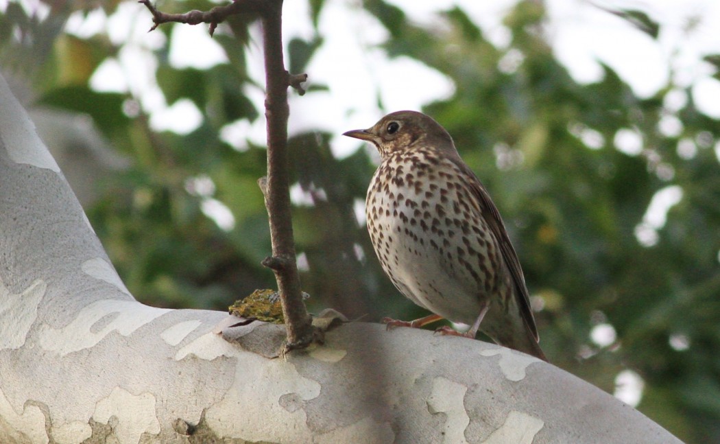 Song Thrush