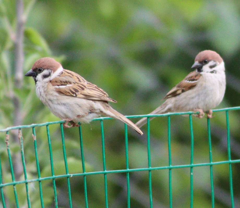 Eurasian Tree Sparrow