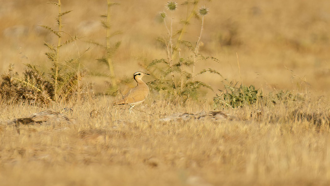 Cream-colored Courser