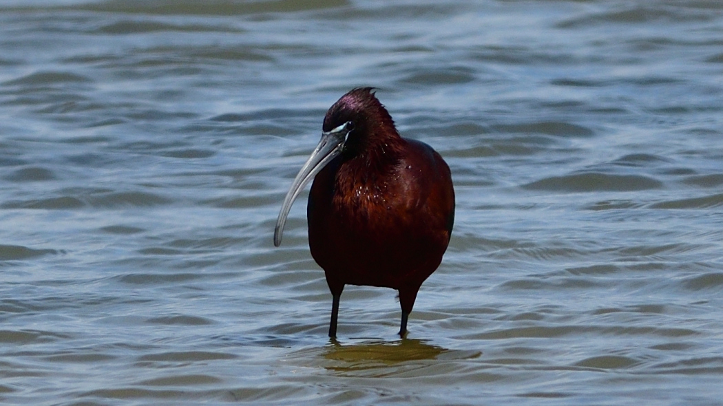 Glossy Ibis