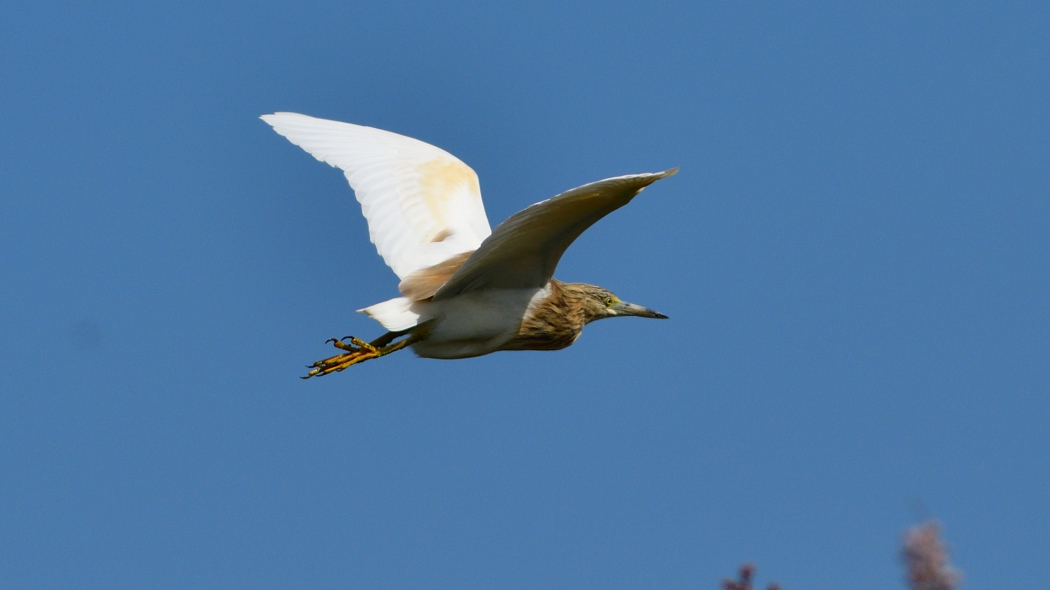 Squacco Heron