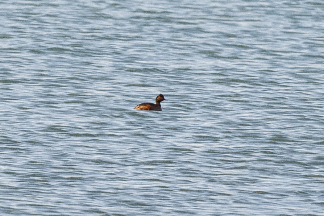 Black-necked Grebe