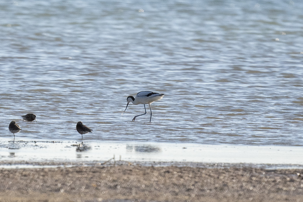 Pied Avocet