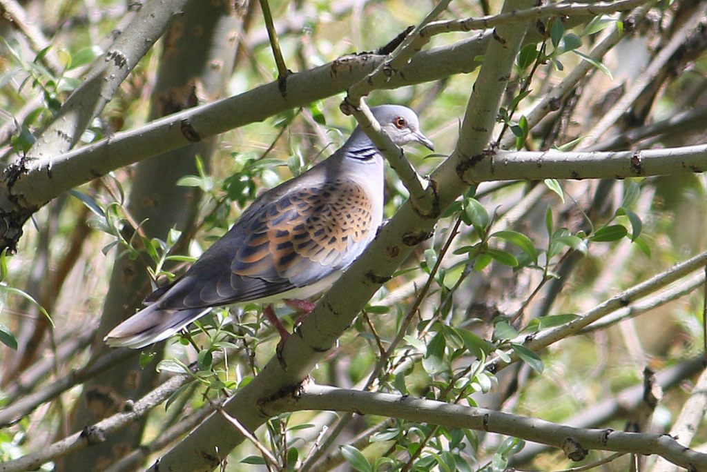 European Turtle Dove