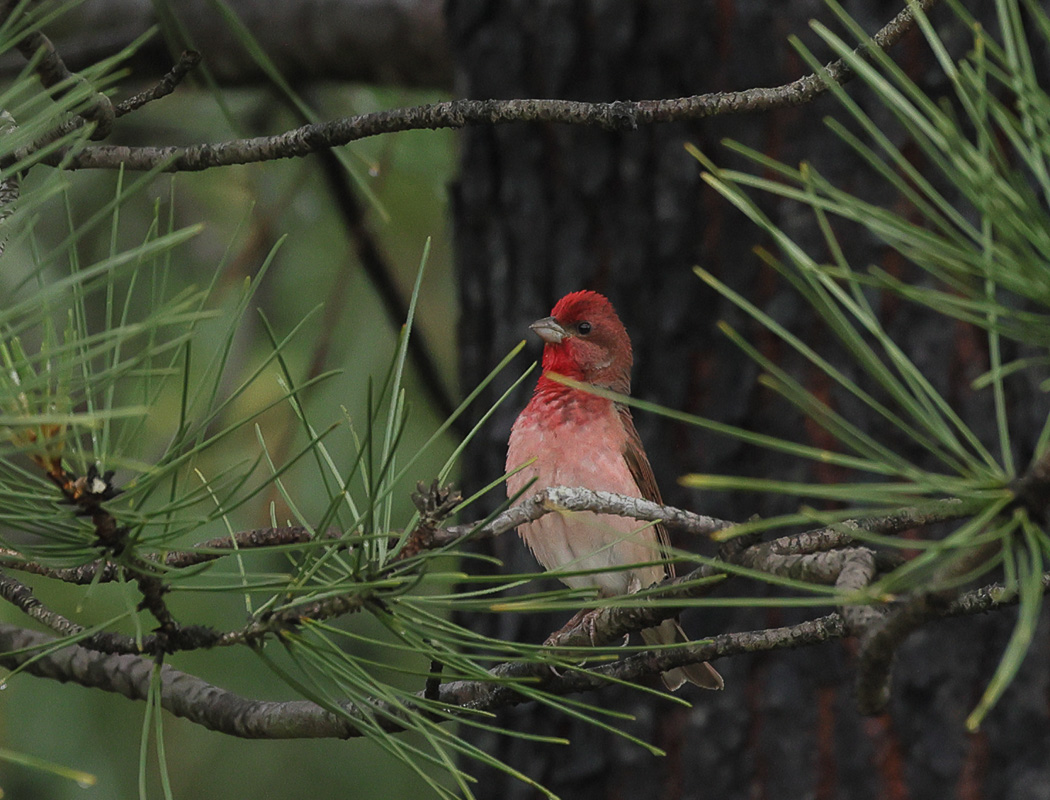 Common Rosefinch
