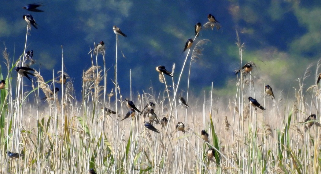 Barn Swallow