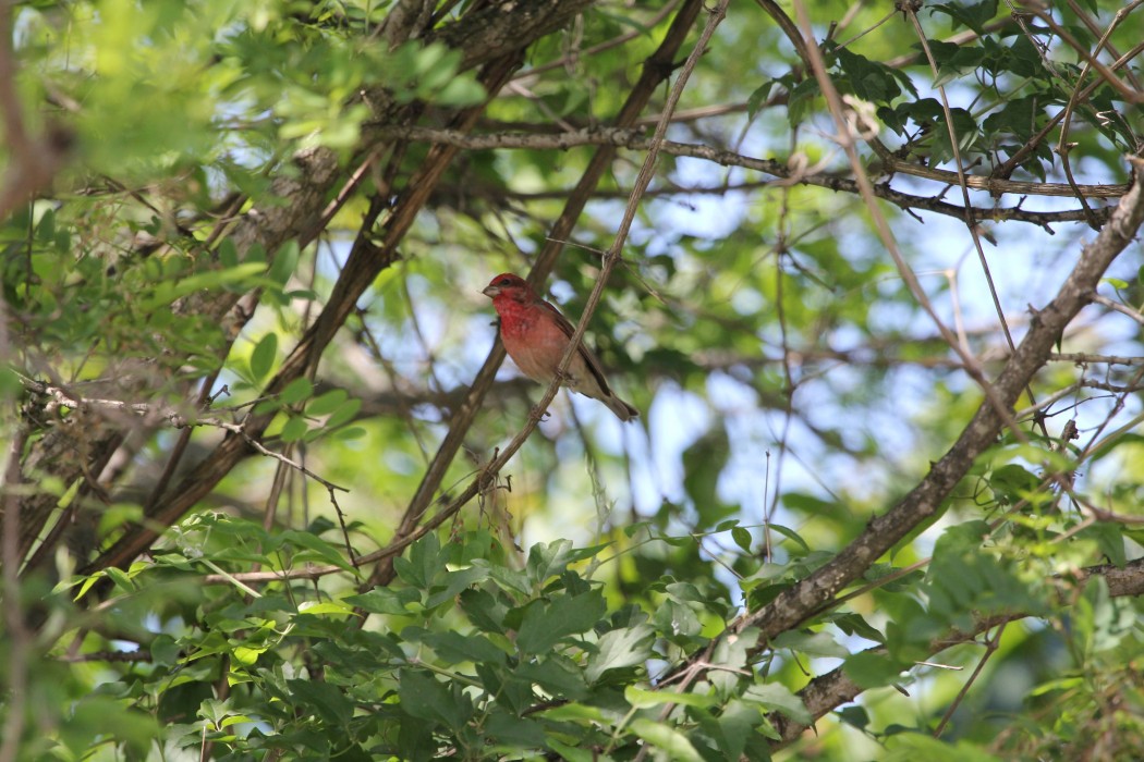 Common Rosefinch