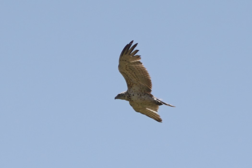 Short-toed Snake Eagle