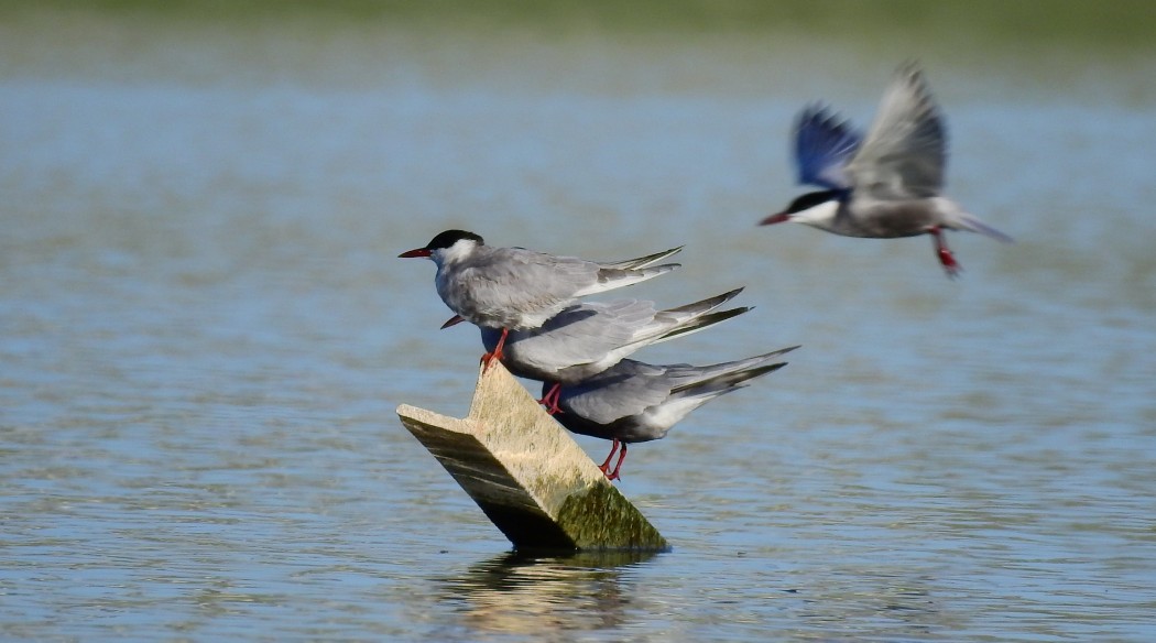 Whiskered Tern