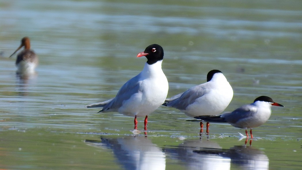 Mediterranean Gull