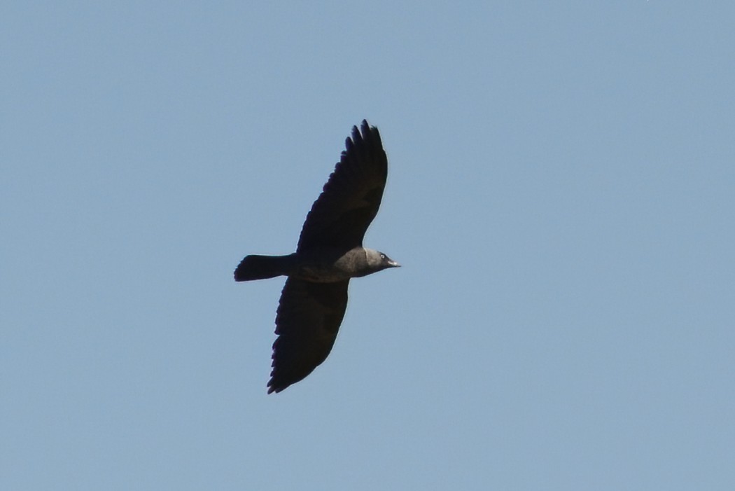 Western Jackdaw