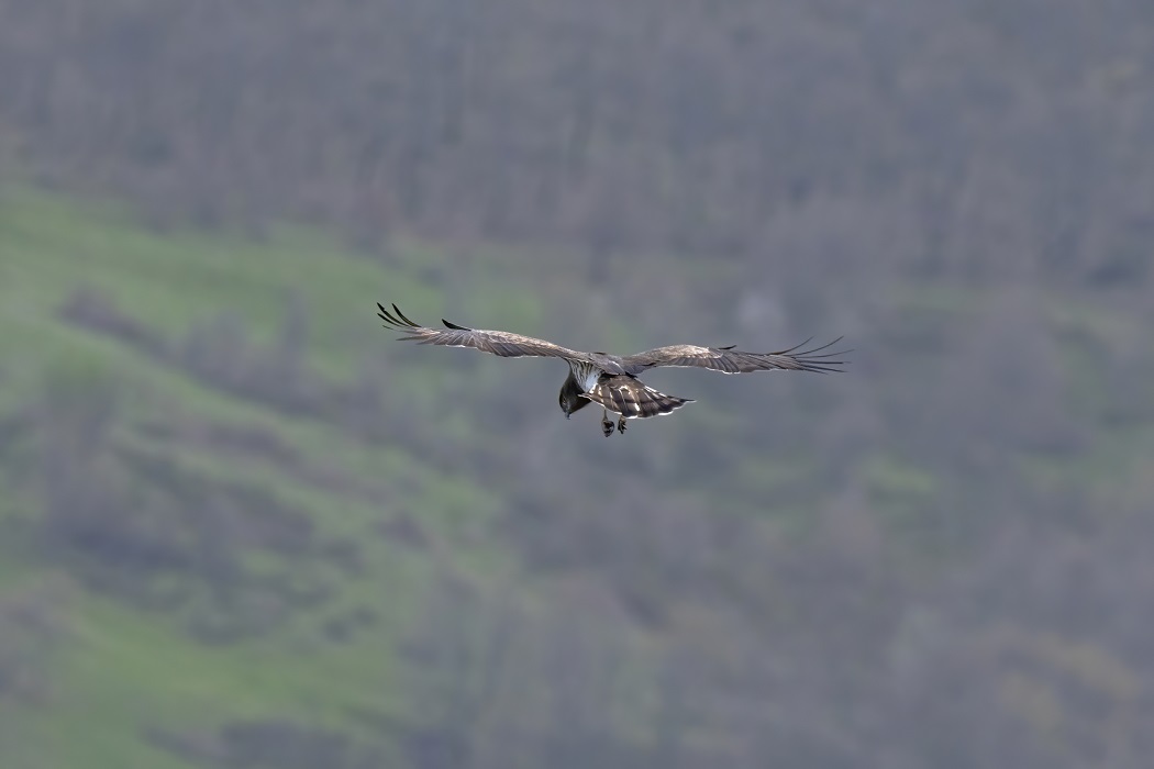 Short-toed Snake Eagle