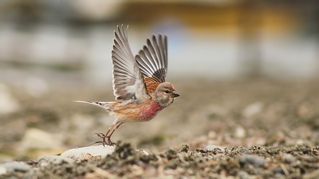 Common Linnet