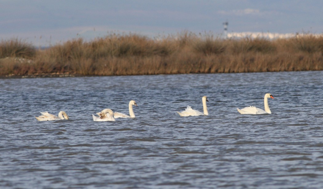 Mute Swan