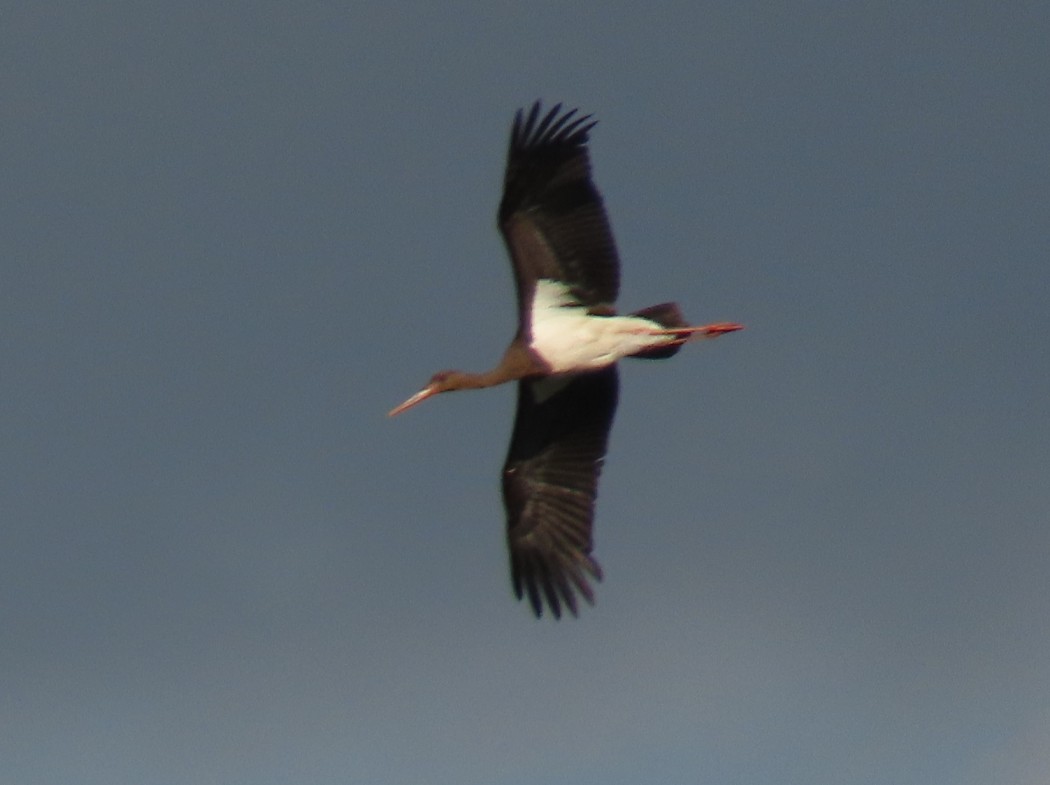 Black Stork