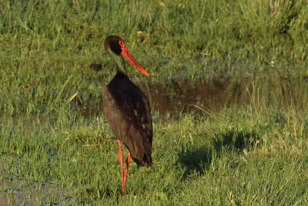 Black Stork