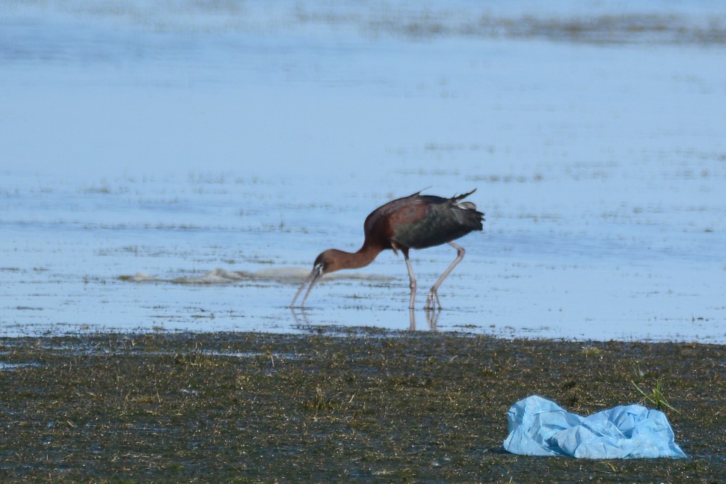 Glossy Ibis