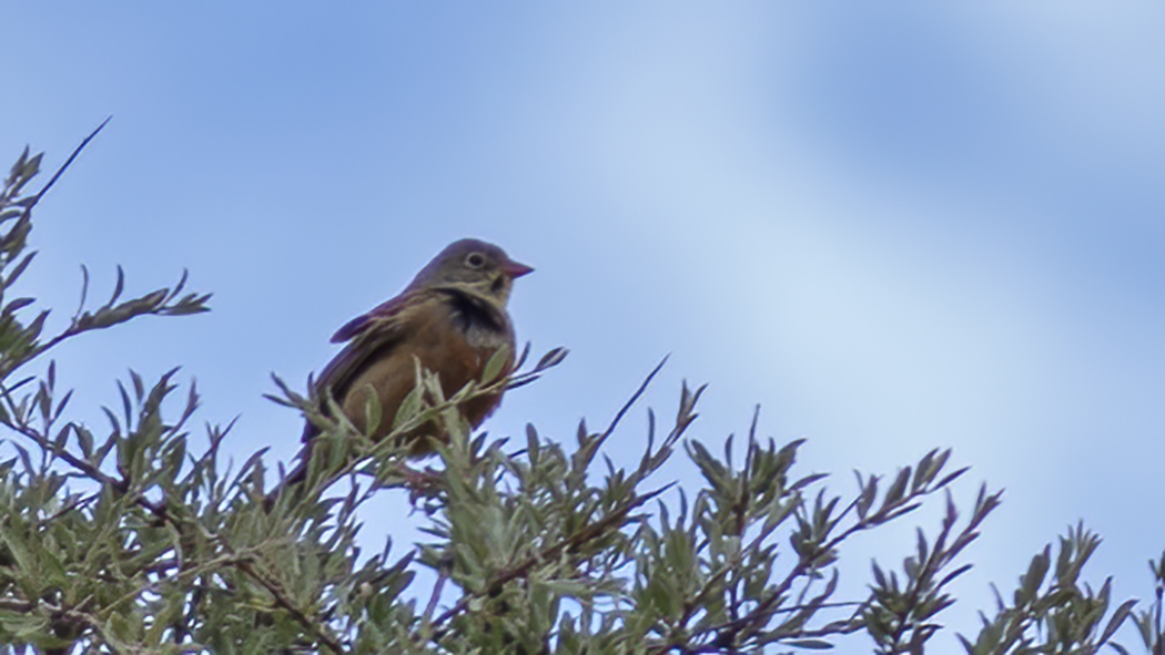 Ortolan Bunting