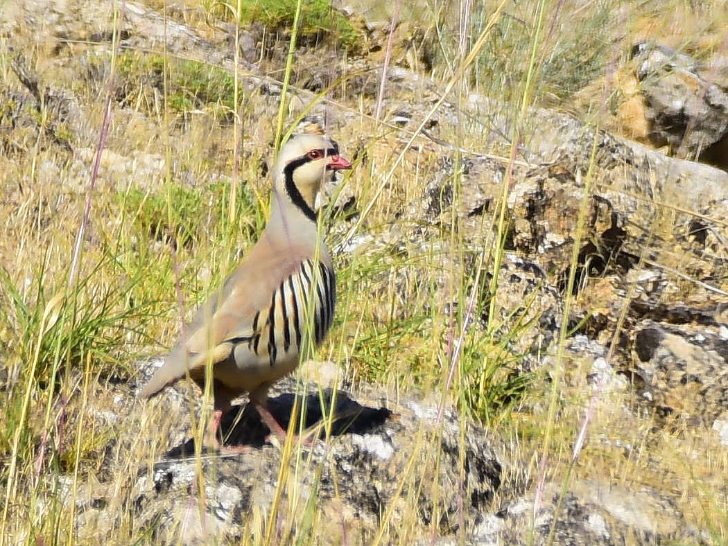 Chukar Partridge