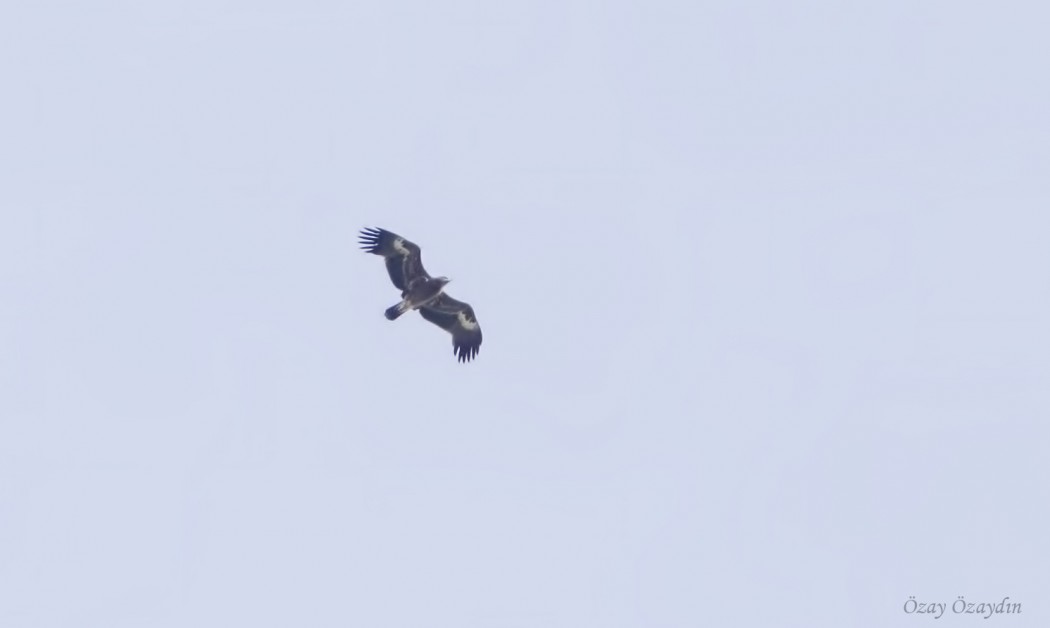 Steppe Eagle