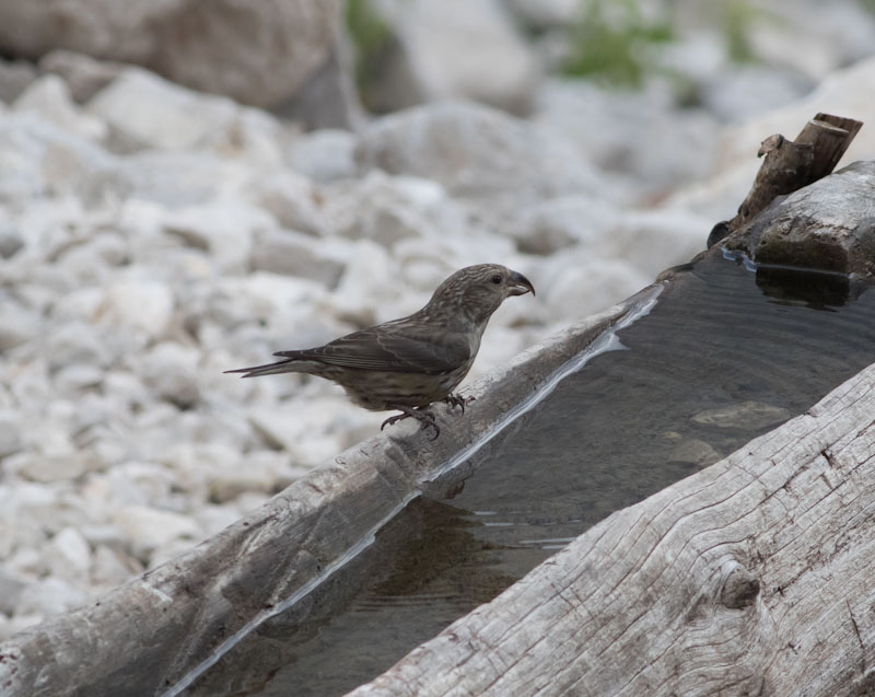 Red Crossbill