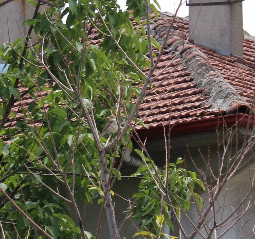 Eastern Olivaceous Warbler