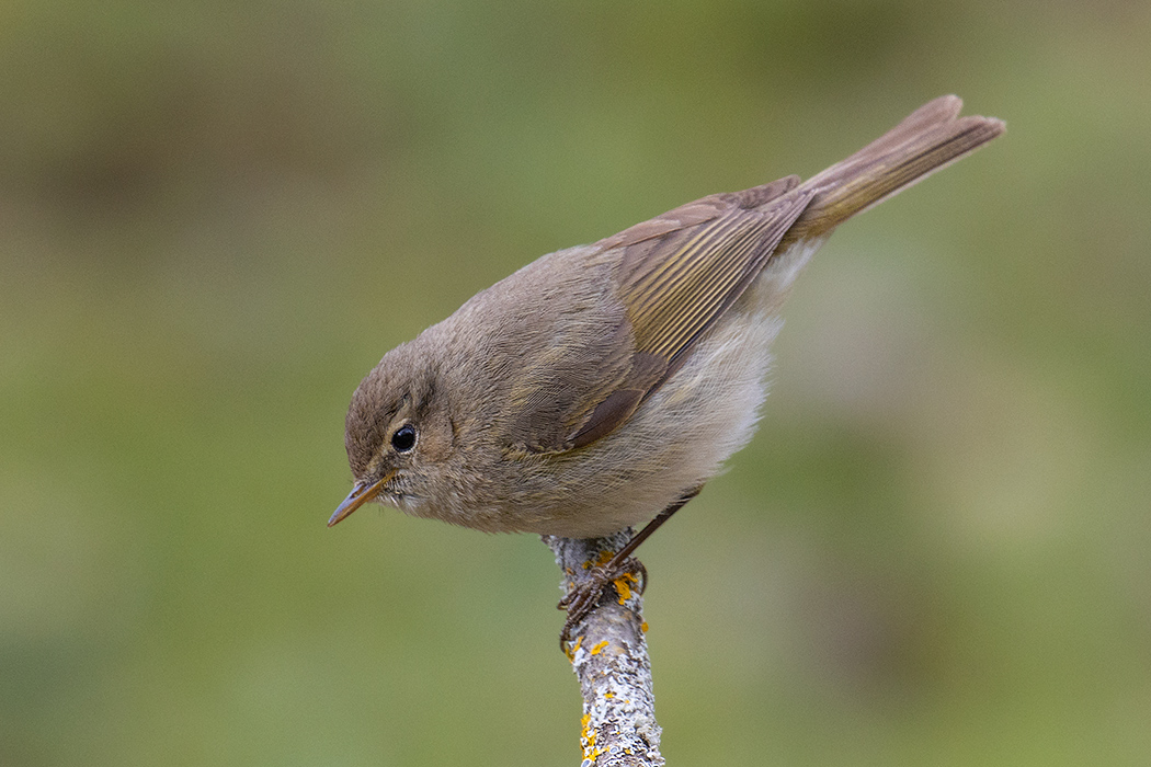 Common Chiffchaff