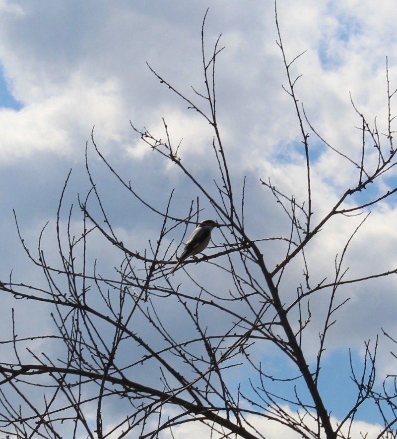 Lesser Grey Shrike