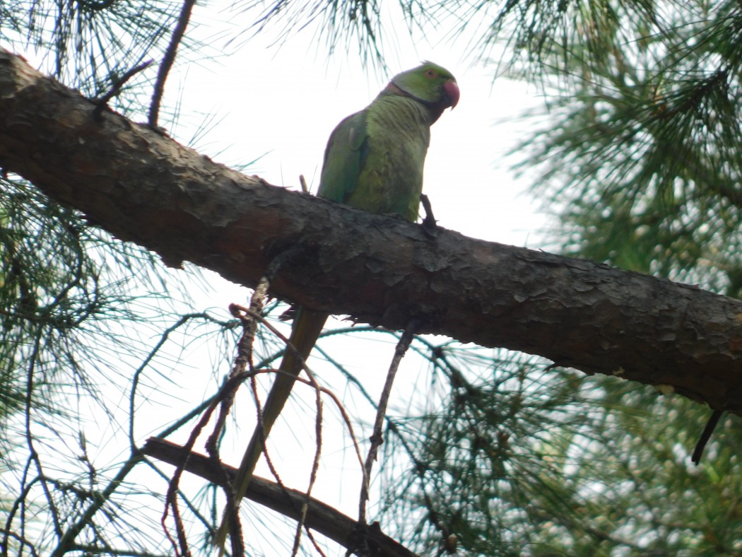 Rose-ringed Parakeet