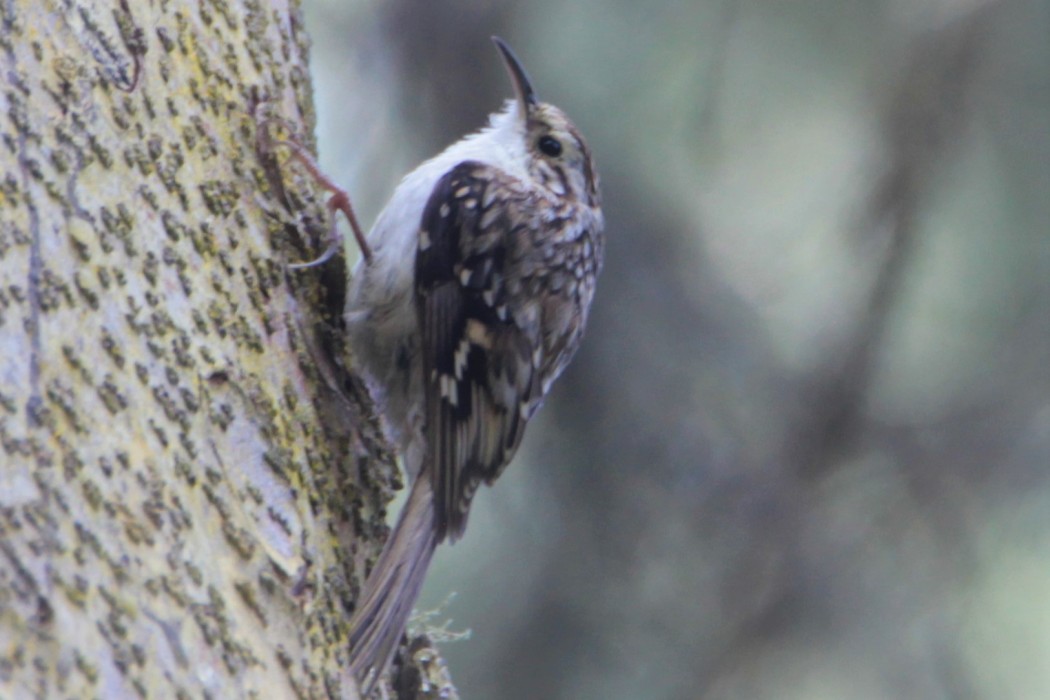 Eurasian Treecreeper