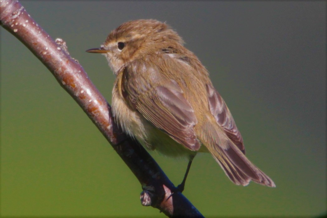 Mountain Chiffchaff