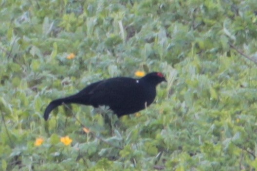 Caucasian Grouse