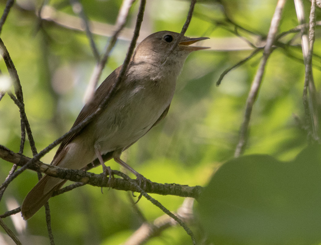 Common Nightingale