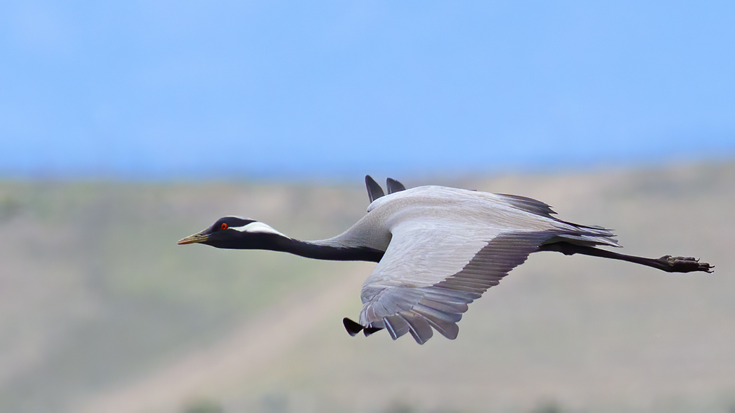 Demoiselle Crane