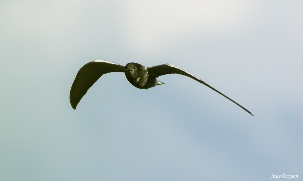Black Tern