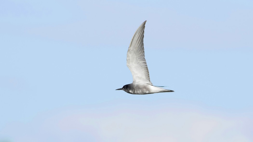 Black Tern