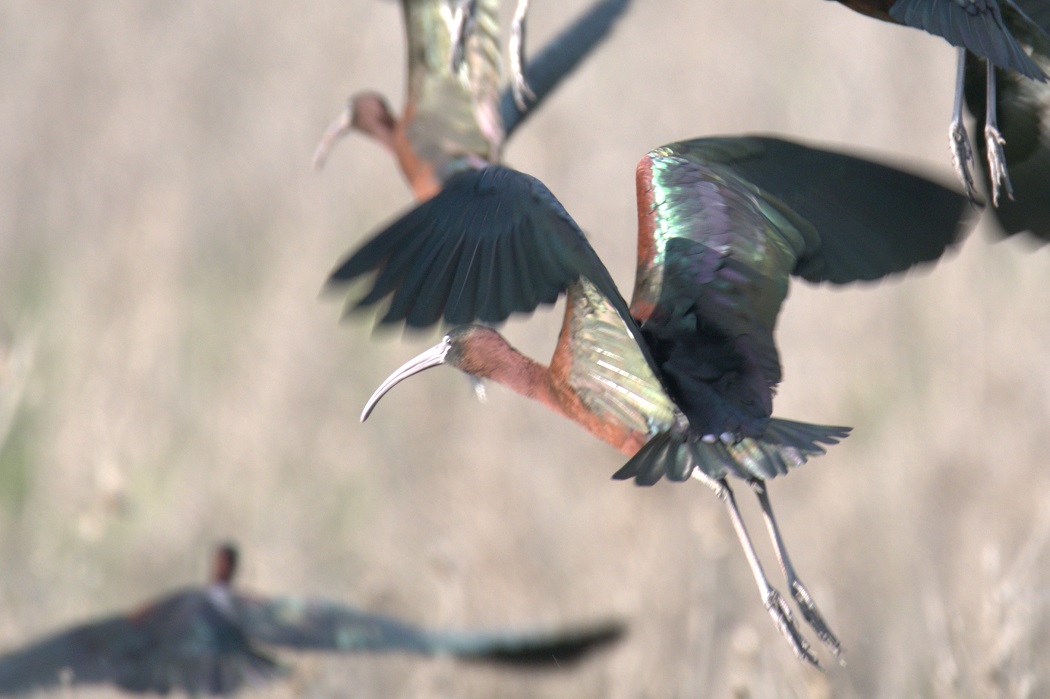 Glossy Ibis