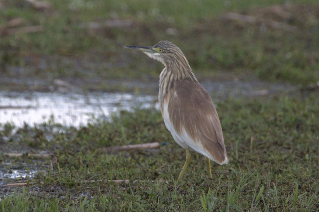 Squacco Heron