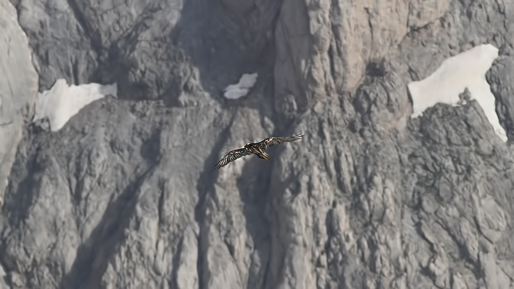 Bearded Vulture