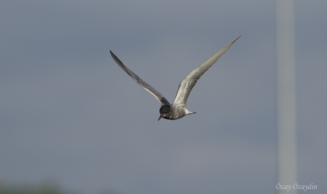 Black Tern